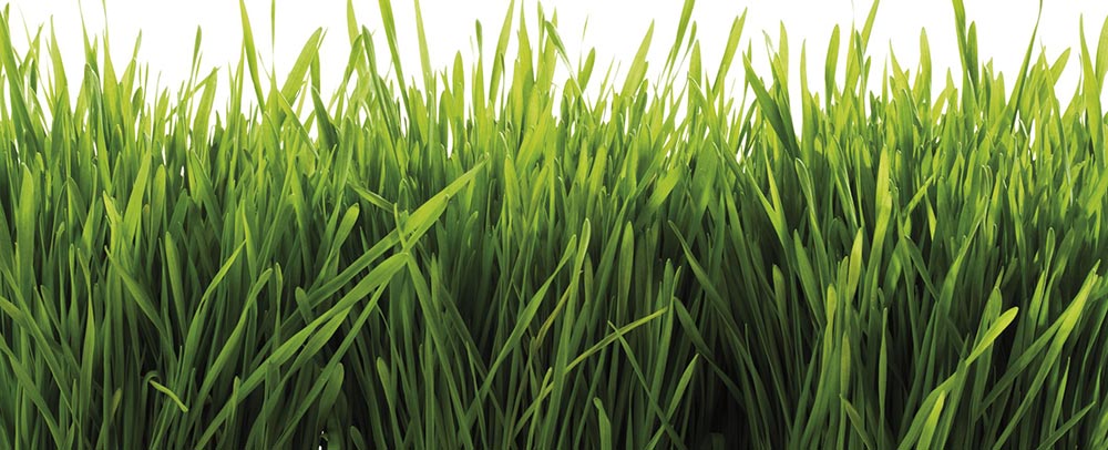 Sintetis Grass